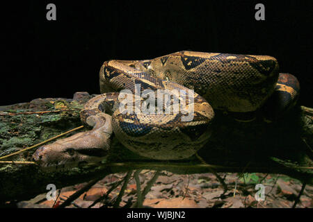Boa constrictor (Boa constrictor), chiamato anche red-tailed boa o il comune boa, Foto Stock