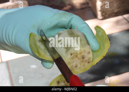 La donna è per affettare frutta di Fichi d'India Opuntia ficus-indica su un sfondo blured, il fuoco selettivo Foto Stock