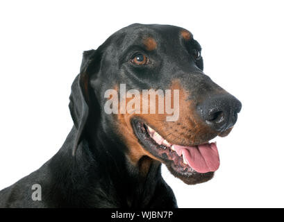 Dobermann davanti a uno sfondo bianco Foto Stock