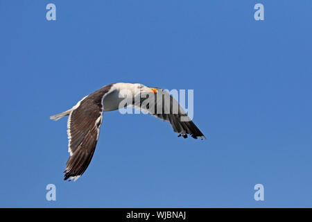 Adulto grande nero-backed Gull in volo Foto Stock