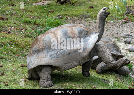 Seychelles tartaruga gigante close up Foto Stock