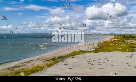 (190903) -- HULUNBUIR, Sett. 3, 2019 (Xinhua) -- Foto aeree prese su agosto 28, 2019 mostra gli uccelli volare sopra le Hulun Nur in Hulunbuir, nel nord della Cina di Mongolia Interna Regione Autonoma. Situato nel nord-est della Mongolia Interna Regione Autonoma, Hulunbuir, chiamato dopo il Hulun Nur e Buir Nur, copre un area di circa 253,000 chilometri quadrati. Essa è la casa di più di 40 gruppi etnici, compresi Han, mongola, Daur, Ewenki, Oroqen e Russo, ecc. Esso vanta bellissime praterie e vaste foreste, tra cui più di 500 laghi, oltre tremila fiumi e grandi zone umide dot. La prateria, Foto Stock