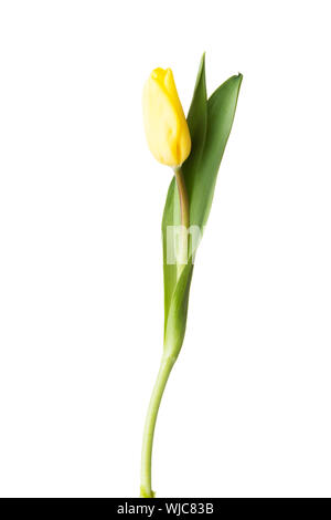 Uno separato tulip flower. Isolato su bianco. Foto Stock