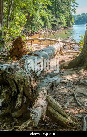 Un paio di alberi caduti sulla battigia e nel lago di marciume e decadendo in una giornata di sole in estate Foto Stock