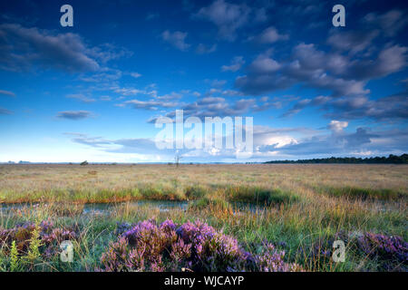 Luce del sole di mattina su palude con la fioritura rosa heather Foto Stock