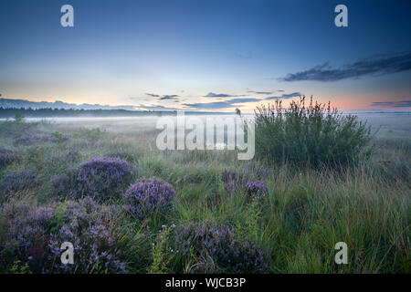 Misty sunrise sulla brughiera con fioritura heather Foto Stock