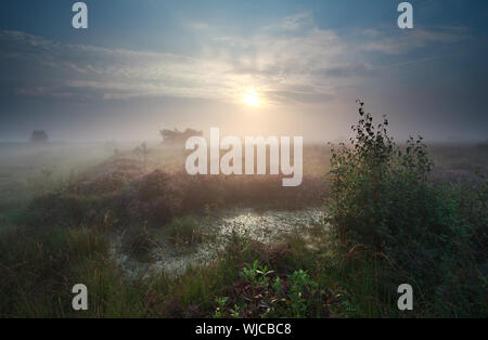 Calma misty sunrise su marsh con la fioritura heather, Paesi Bassi Foto Stock