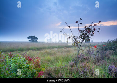 Rowan tree e heather sul marsh nella mattina del crepuscolo, Drenthe, Paesi Bassi Foto Stock