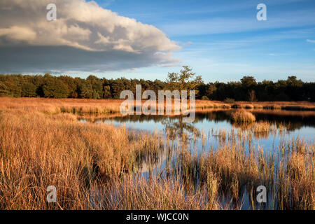 Wild bog lago prima del tramonto, Dwingelderveld, Paesi Bassi Foto Stock