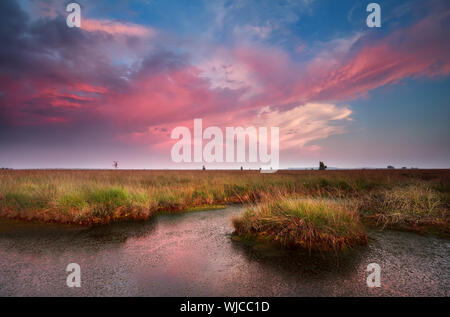 Rosa drammatico tramonto sulla torbiera, Fochteloerveen, Paesi Bassi Foto Stock