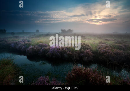 Sunrise over palude con la fioritura heather, Fochteloerveen, Paesi Bassi Foto Stock