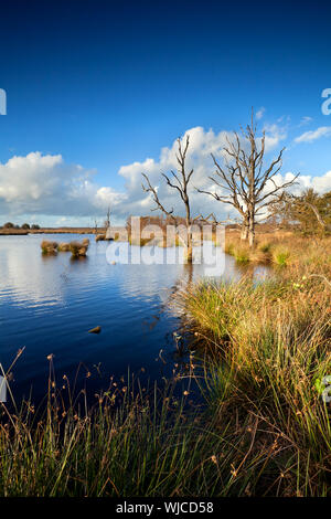 Vecchi alberi morti in bog acqua oltre il cielo blu, Dwingelderveld, Drenthe, Paesi Bassi Foto Stock