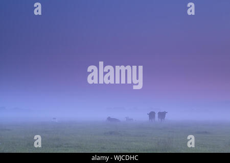 Vacche nella fitta nebbia di mattina durante il pascolo di sunrise Foto Stock