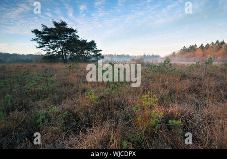 Marsh con piccoli alberi di pino in autunno nebbiosa mattina, Mandefijld, Friesland, Paesi Bassi Foto Stock