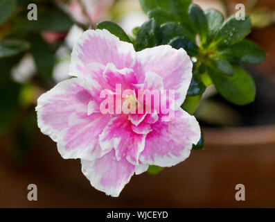 Big Pink azalea fiore o pianta di Rododendro con foglie closeup nella primavera del giardino. Stagione di fioritura azalee (Rhododendron). Azalea arbusto a fioritura Foto Stock
