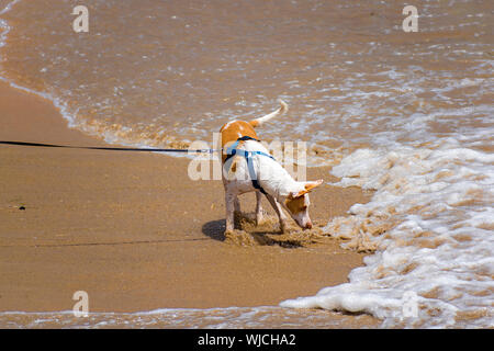 Cute cane permanente sulla spiaggia di sabbia. Cani in estate in riva al mare a giocare felicemente in Spagna, 2019. Giocoso doggy animali domestici. Foto Stock