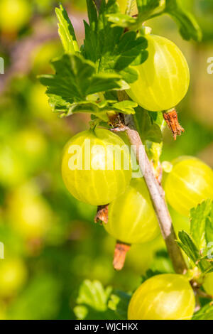 In prossimità di alcune riprese ribes in estate. Foto Stock