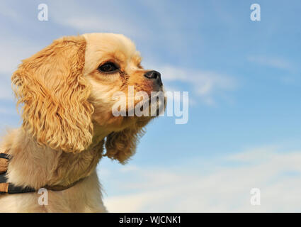 Ritratto di un cucciolo di razza coker americano in un cielo blu Foto Stock