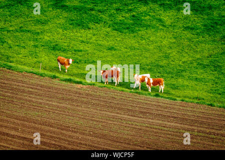 Bovini su un campo verde in un ambiente rurale visto da sopra Foto Stock