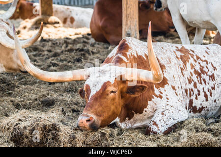 Longhorn bull rilassante in una stalla nel caldo sole estivo in un ambiente rurale Foto Stock