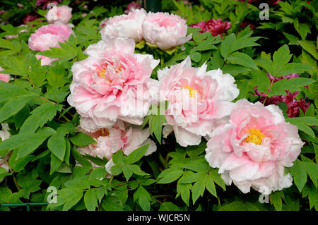 Peonia fiori fioriscono in Luoyang National Peonia giardino, uno dei più antichi giardini per crescere e riprodursi le peonie fiore in Cina.Ci sono oltre 1 milioni di Foto Stock