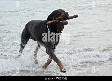 Rottweiler giocando in mare con un bastone Foto Stock