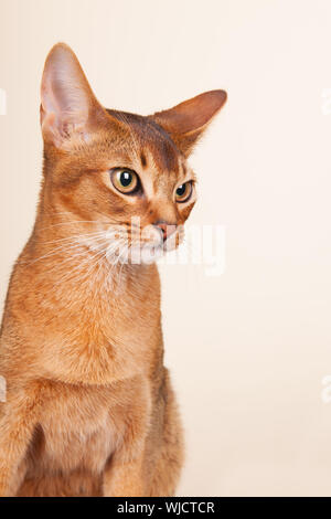 Ritratto di un gatto abissino su sfondo color crema Foto Stock