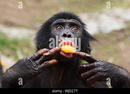 Cub di uno scimpanzé bonobo ( Pan paniscus). Repubblica democratica del Congo. Africa Foto Stock