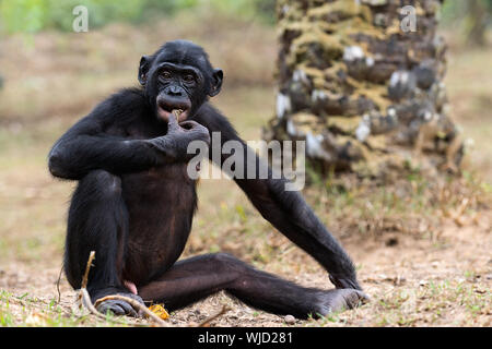 Cub di uno scimpanzé bonobo ( Pan paniscus). Repubblica democratica del Congo. Africa Foto Stock