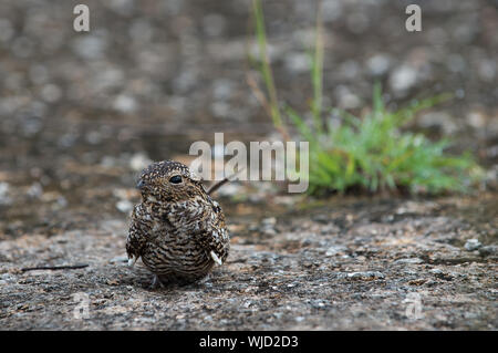 Nightjar cubano (Caprimulgus cubanensis) Antrostomus cubanensis Foto Stock