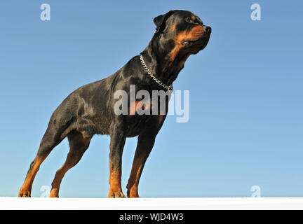 Ritratto di riproduttori di razza Rottweiler in verticale su un cielo blu Foto Stock