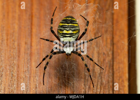 Wasp Spider (Argiope bruennichi) appesi in esso del web su una porta Foto Stock