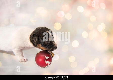 Carino il natale cucciolo Jack Russell Terrier dog Foto Stock