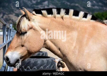 Fiordo norvegese cavallo (Fjordhesst) in pascolo. Foto Stock