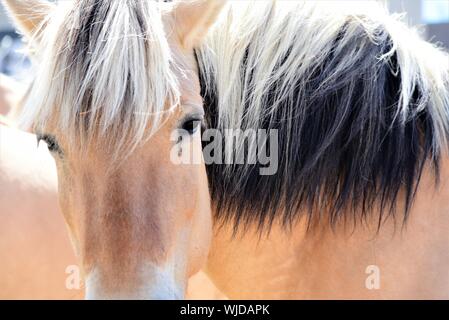 Fiordo norvegese cavallo (Fjordhesst) in pascolo. Foto Stock