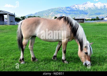 Fiordo norvegese cavallo (Fjordhesst) in pascolo. Foto Stock