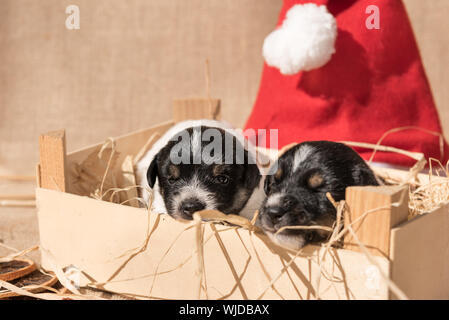Neonato Jack Russell Terrier cucciolo cani è giacente in una scatola. Adornata con cannella e tiglio davanti a un rosso di Santa Claus hat Foto Stock