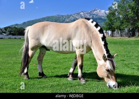 Fiordo norvegese cavallo (Fjordhesst) in pascolo. Foto Stock