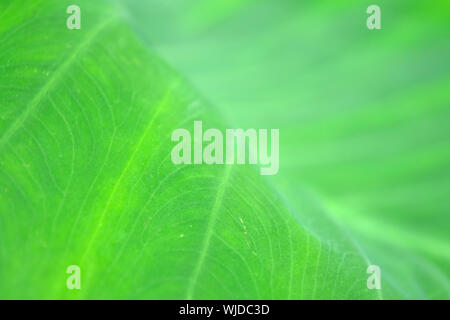 Verde foglia lotus nella stagione delle piogge Foto Stock