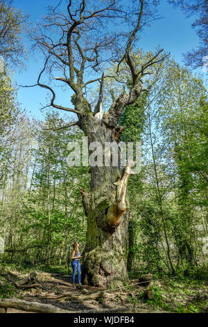 Più antico, vecchio, più antico, albero, Berlino, Berlino-Tegel, monumento, Germania, spessa Marie, rovere, foresta, monumento naturale, Quercus robur, stile quercia, Tegel, Tegel Foto Stock