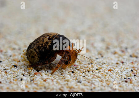 Ritratto di close-up di un eremita granchi (variabilis sp.) Foto Stock