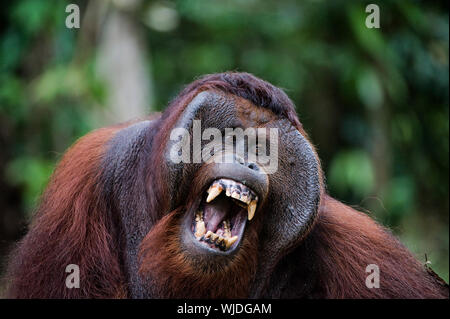 Pongo pygmaeus wurmbii - sud-ovest delle popolazioni. L'orangutan sono solo ed esclusivamente asiatici genere vivente di grande ape. Essi sono tra i più intel Foto Stock