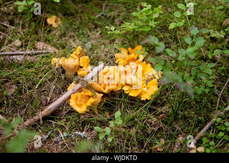 Funghi galletti o gallinacci in Forrest Foto Stock