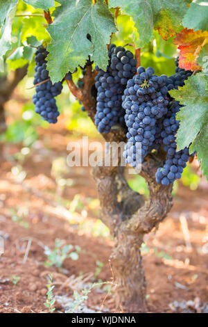 Vitigno di protezione, trattare piante con fungicidi e insetticidi, integrato erbaccia e la lotta antiparassitaria Foto Stock
