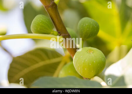 Green fig frutti sui rami con foglie di colore verde Foto Stock