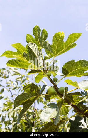 Green fig frutti sui rami con foglie di colore verde Foto Stock