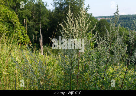 Piante in fiore di Artemisia vulgaris o Artemisia comune nel paesaggio collinare di Swabian Alb in Germania Foto Stock