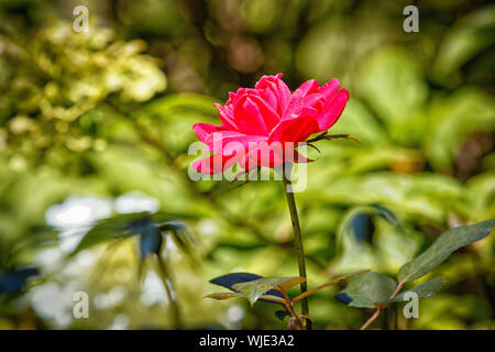 Red Rose in fiore. Foto Stock