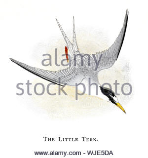 Fraticello (Sternula albifrons), Illustrazione vintage pubblicato in 1898 Foto Stock