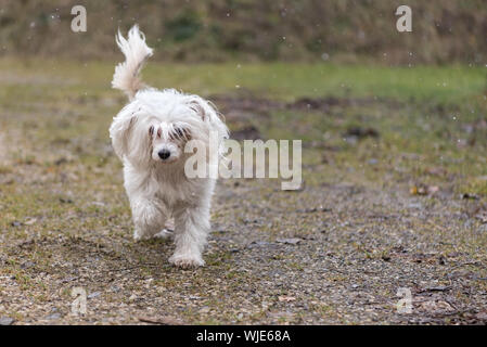 Chinese crested dog puff in polvere viene eseguito solo in inverno su un percorso Foto Stock